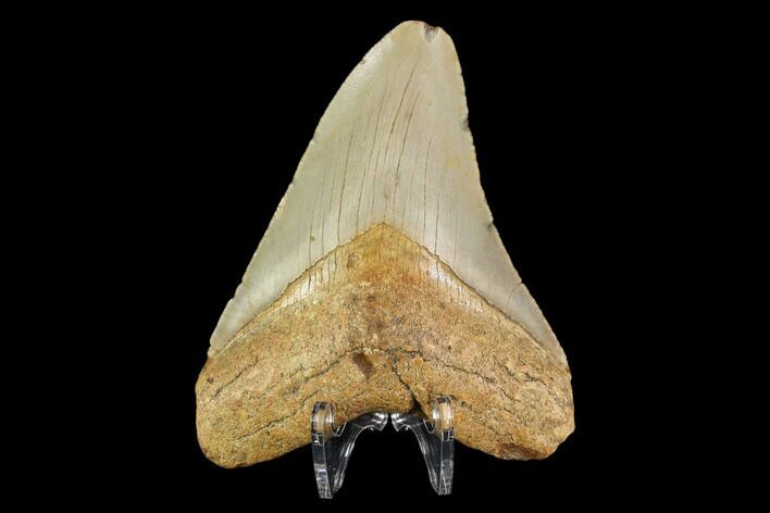 Fossil Megalodon Tooth - North Carolina #109689